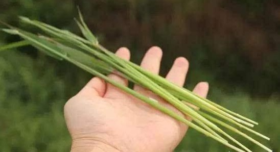 茅针|农村野草茅针，长期食用，对身体有什么好处或者坏处吗