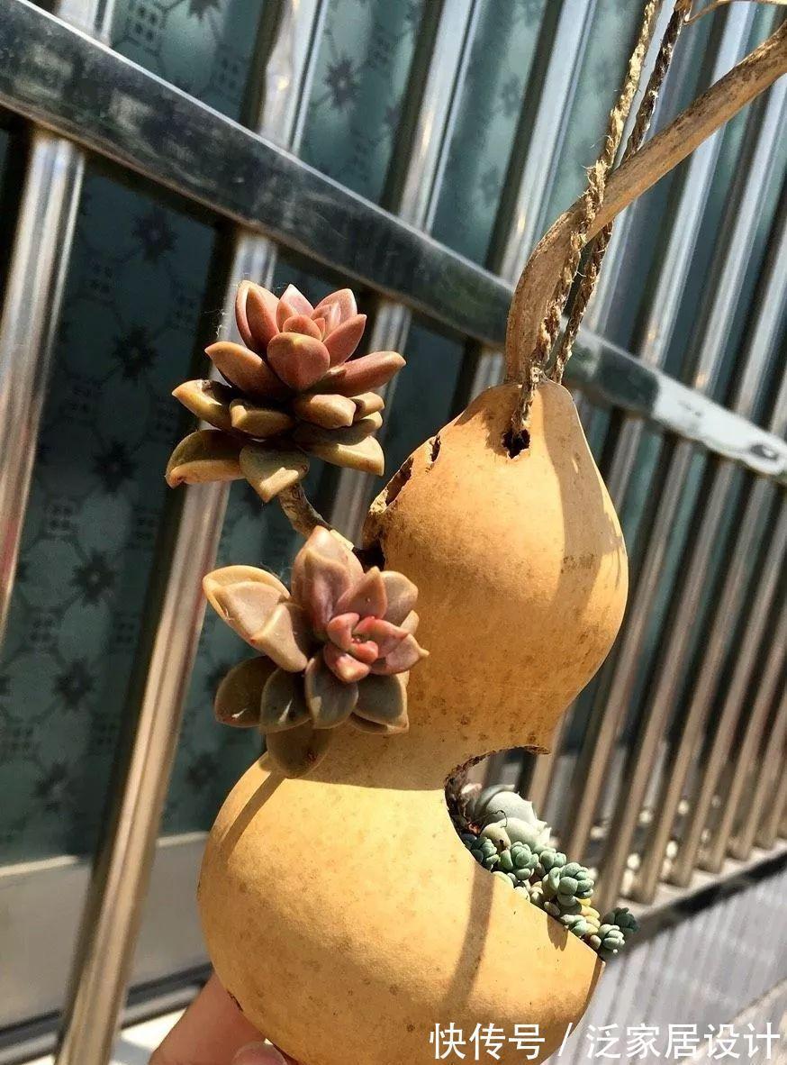 叶插|用葫芦种多肉，一养就是三年，邻居给钱都不卖