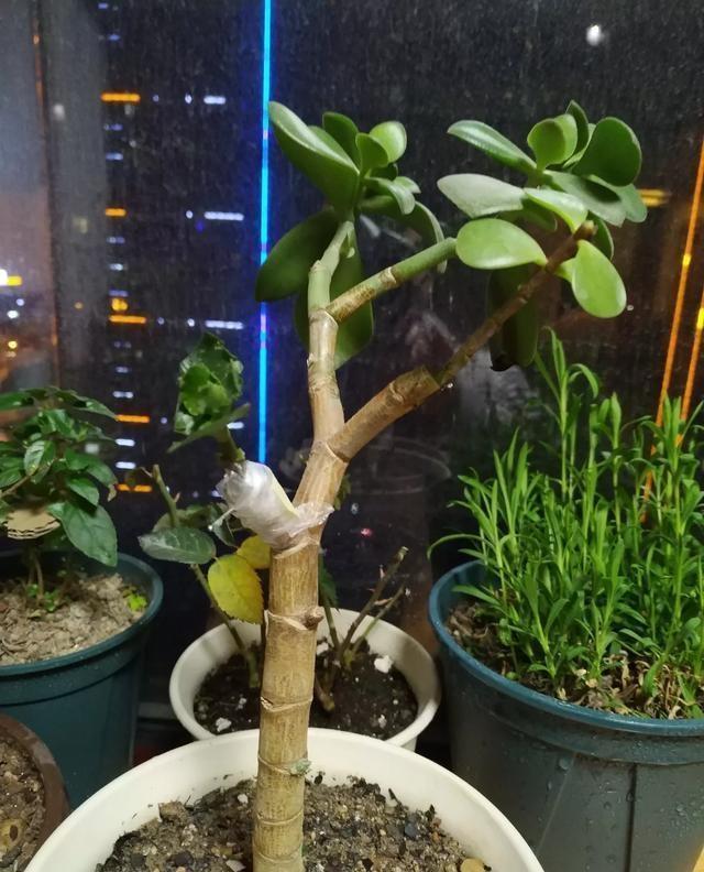 玉树砍一刀,塞上“长寿花”,20天就成活,开满“玉树花”