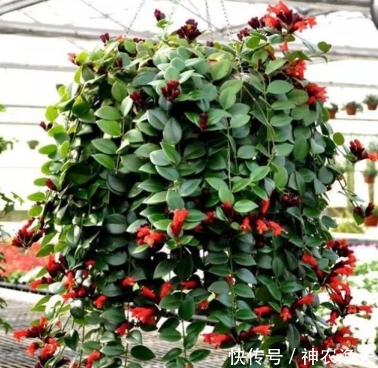 最适合新手养的3种花,沾土就能活,开花漂亮花期长,谁养谁喜欢