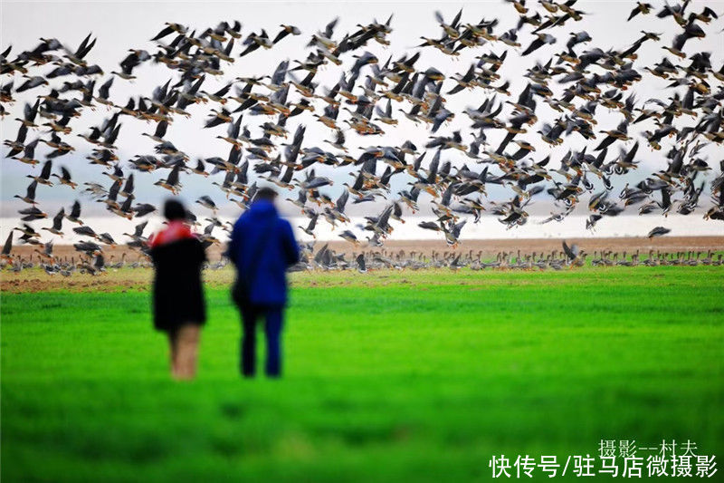 老年|中原最美湿地、越冬候鸟家园——宿鸭湖