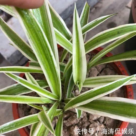 绿萝、吊兰变异了这些品种，你未必都见过！