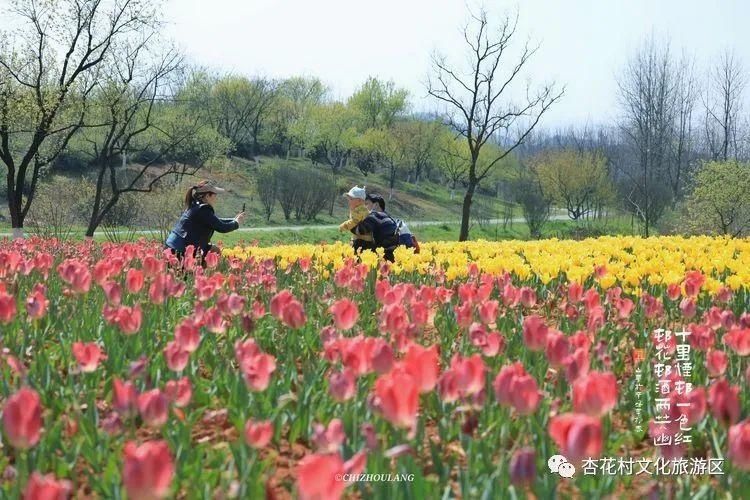 关于春天的样子，杏花村都有！|春游江淮请您来 | a5233