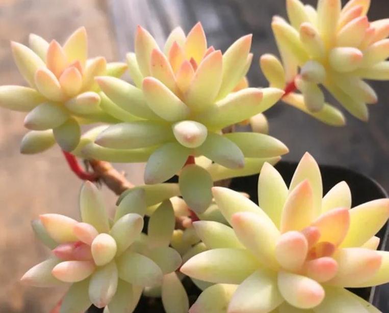 徒长|不养一盆树冰你就不知道多肉有多美,掌握4个方法,天冷就变美