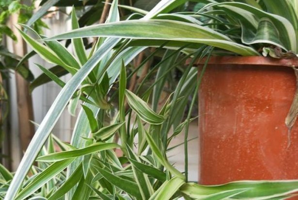 黄豆|养吊兰有“诀窍”,浇上这2种“大补肥”,迅速爆盆,叶片大又宽