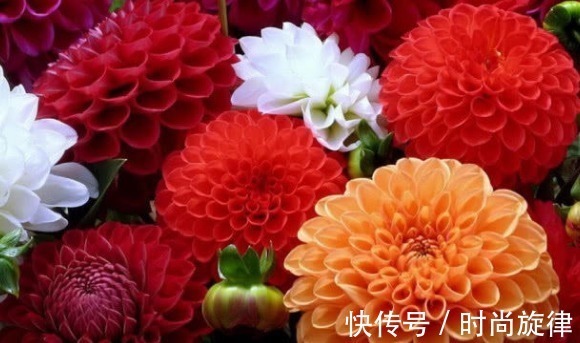 最会穿衣打扮的三种生肖女,有气质颜值高,男人要了解
