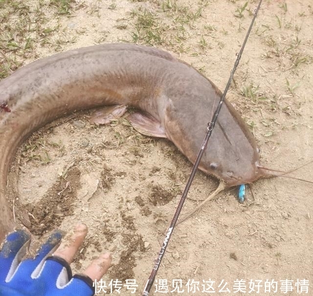 雨后,汕尾一河湾大群鲶鱼水面翻腾,附近钓鱼人:每条都有几十斤