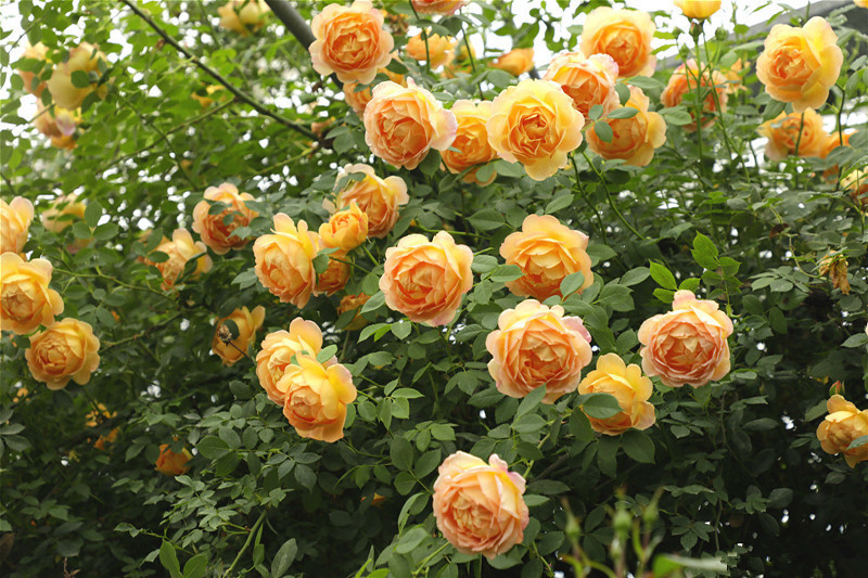 夏洛特|喜欢养花,不如养盆夏洛特夫人,十分亮丽显眼,美观动人