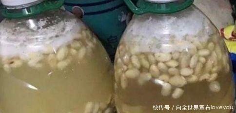 君子兰“离不开”2种水，1年换着“浇”，冒“白根”、开花多！