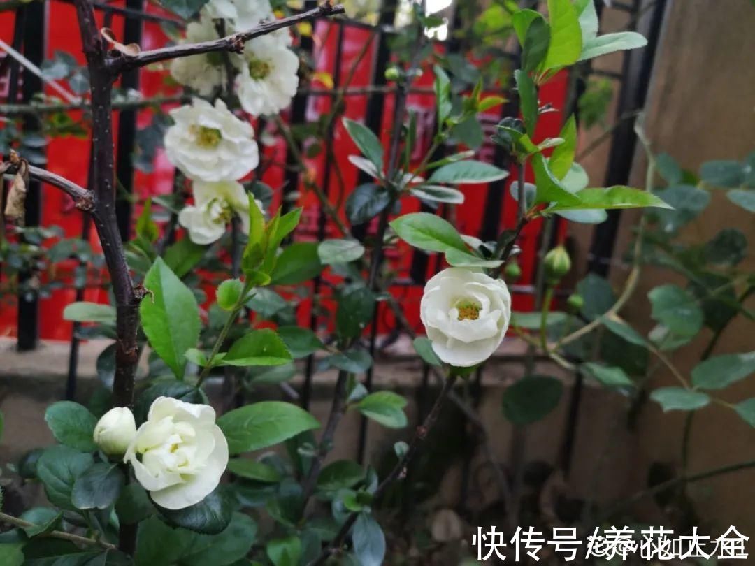 10种花不怕冷,先别搬进屋,放外面冻一冻,开花更旺