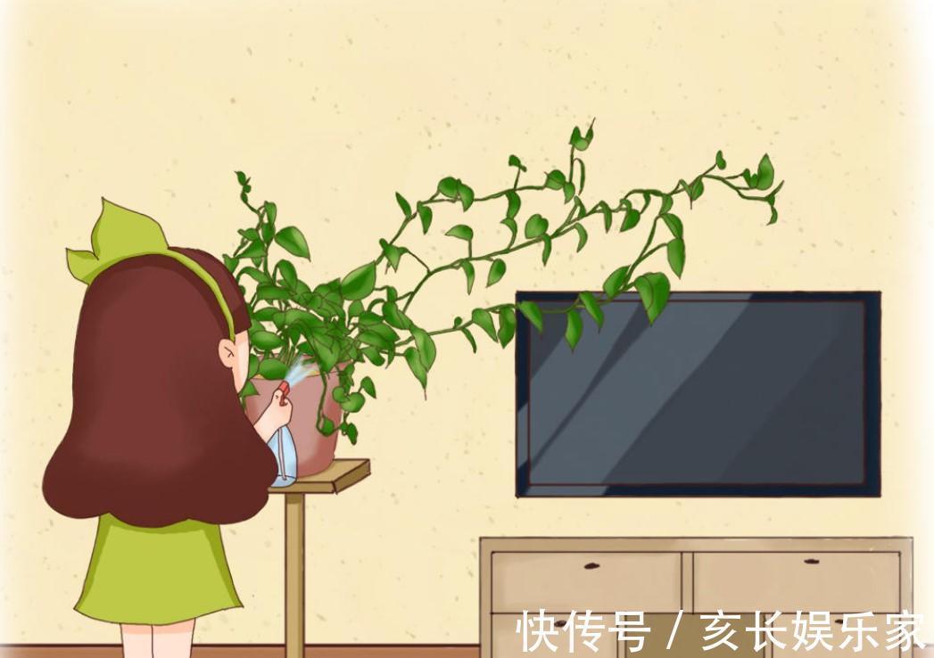 绿萝怎么了叶子出现烂边，处理的及时了叶子锃亮锃亮的！