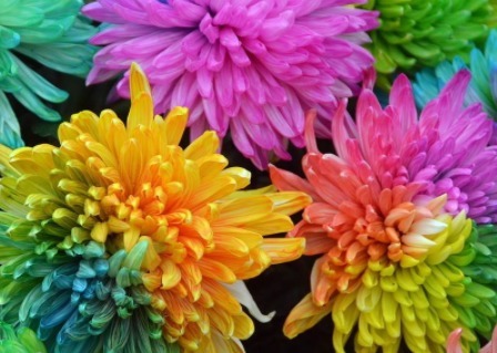 俏美|养花就养“七色花”,花开如彩虹般绚丽,呈现流光溢彩的俏美!