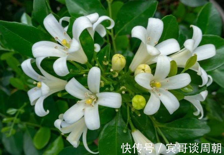 花朵|正月过后,有钱人都养5种花,不仅名字好听,花也漂亮