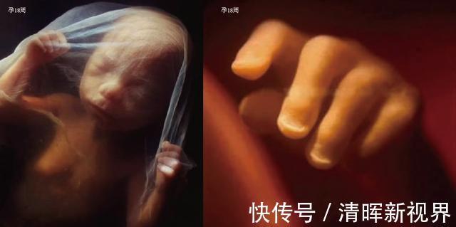 卵子|10月胎儿形成全过程,8张图带你了解真相,感受生命的奇迹