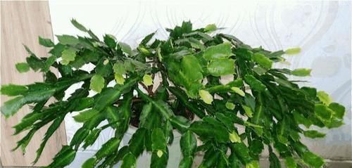 大水|蟹爪兰,7、8月要“静养”,3件事别做,不然叶子薄又红