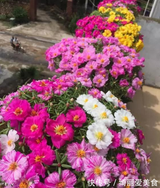 养花技巧:粗生粗养也能四季开花!少养1种都觉得亏了