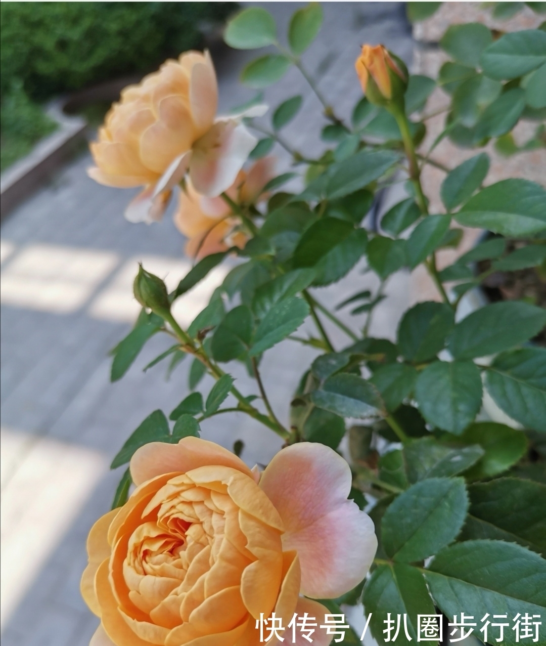 你的那些盆栽月季长得如何?