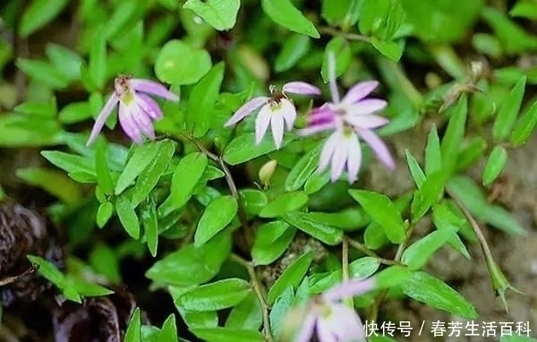 日常工作|田边的一种野草,你若见到别破坏,价值珍贵的很,50元一斤