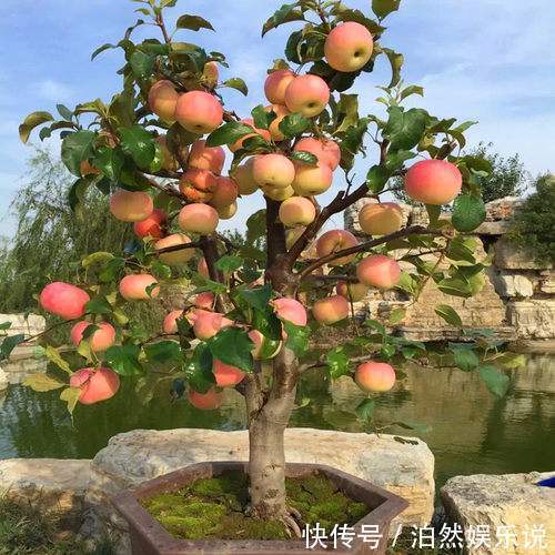 苹果树做“盆景”太美了，养客厅“档次高”，关键能吃苹果