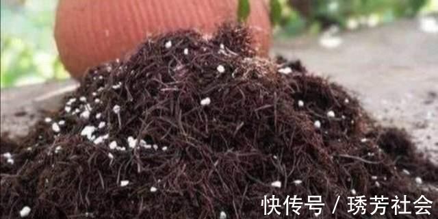 公园里面逛一逛，3种“垃圾”捡回家，花盆里扔一些，啥花都喜欢