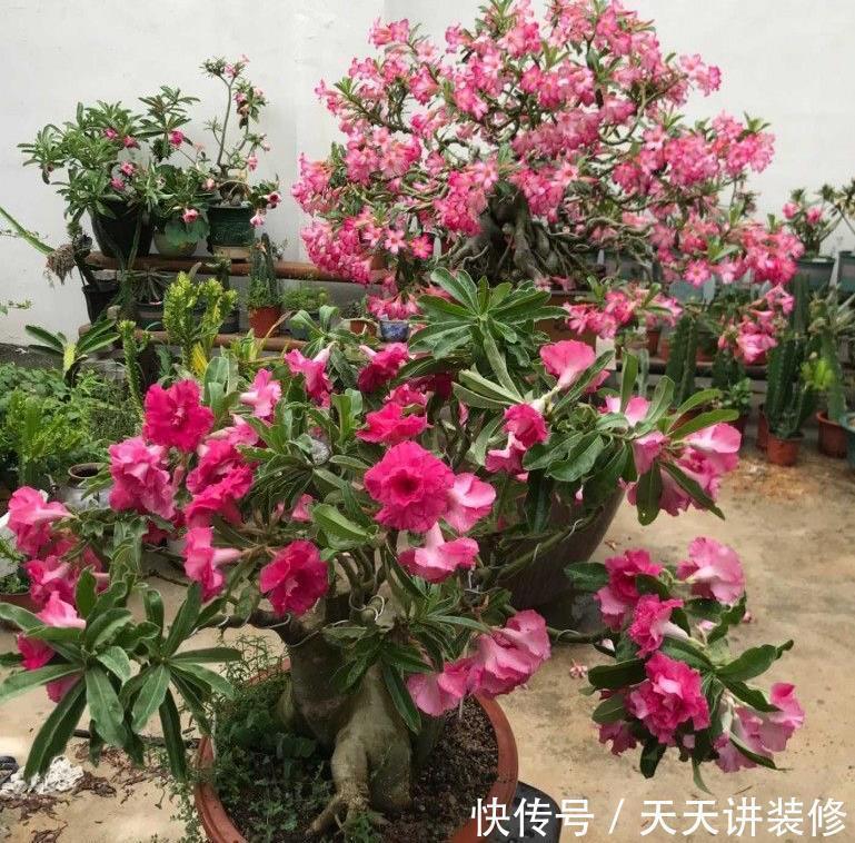 鲜艳|适合夏天养的“4种花”,越晒太阳,花越多越鲜艳越美丽