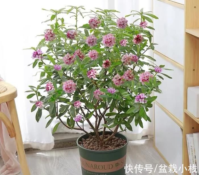 10月份养花，4个品种建议安排上，好看且耐养