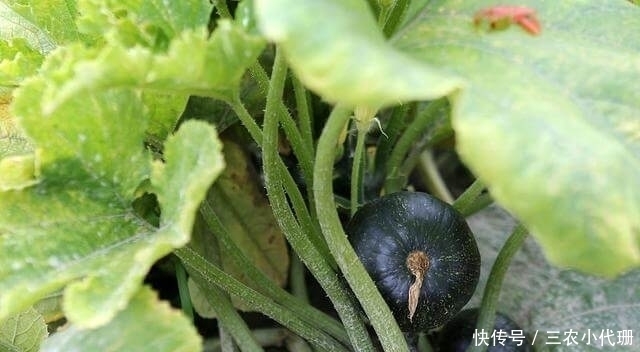 南瓜|迷你可爱的板栗南瓜，按着这五点种植，南瓜能结一大堆