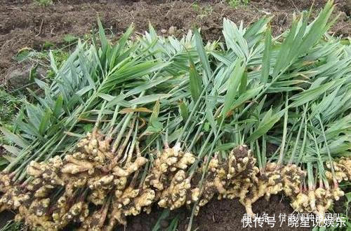 家常生姜的腌制方法