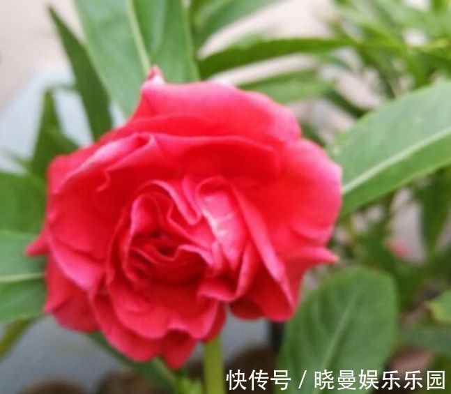 杜鹃花|“4种花”有钱人都偷着养,家里财运亨通,旺运一整年