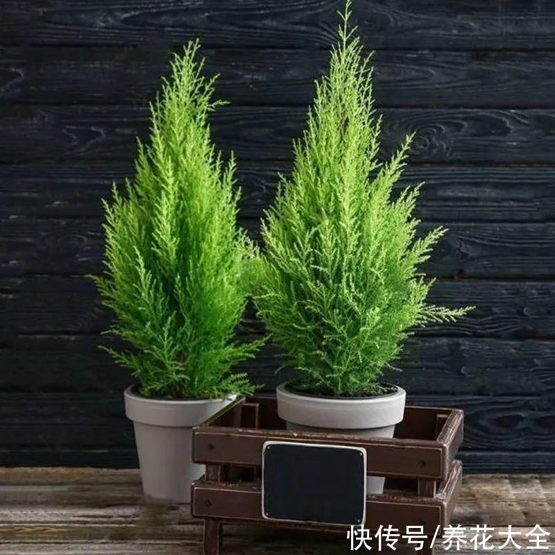 家里养一盆小香松,芬芳满室,满屋子都是高级香水味