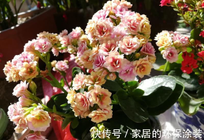 秋天降温后，养6种花要管住手，少浇水才能出状态，水多爱烂根