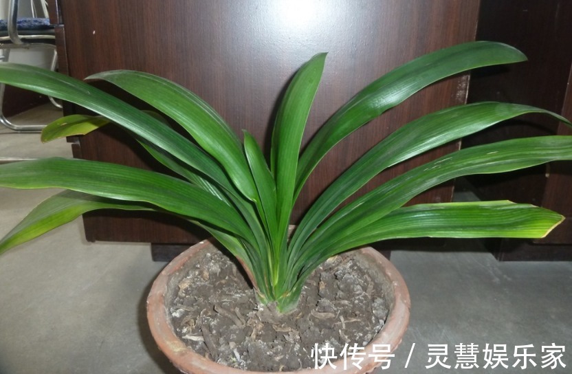 马虎|君子兰生长旺盛，摆放位置不能马虎，你家的君子兰位置摆对了吗