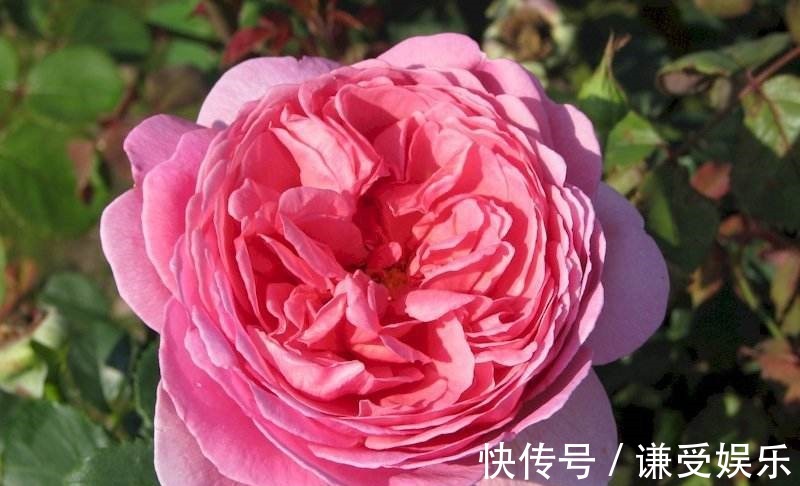 玛丽公主|这些“高贵之花”，花朵漂亮开花多，每一种都很值得养太美了