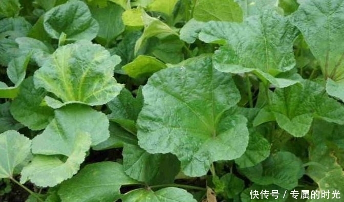 幾種野菜看似不起眼，營養(yǎng)卻很高！清熱排毒，消暑解渴，誰吃誰好