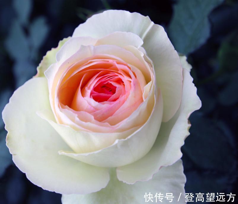 月季上总是出现黑斑？知道这些，有效预防黑斑病