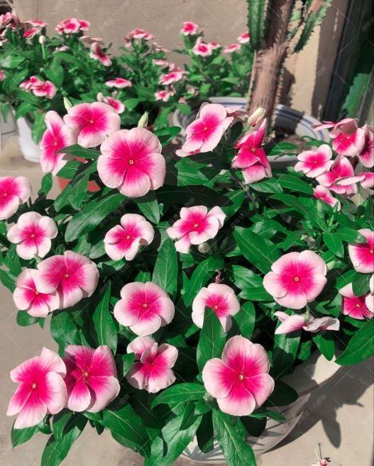 温度|冬天养盆“小泼辣”花,只要温度撑得住,365天全是花