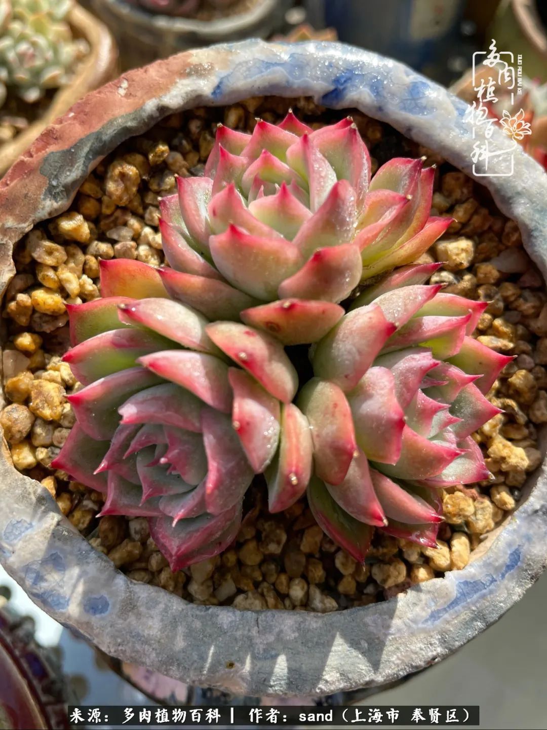 带着200多盆多肉，三个月搬两次家，是一种怎样的体验