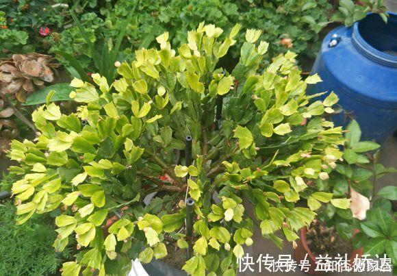 浇水|蟹爪兰“半死不活”蔫蔫的?3个技巧,叶片杠杠厚,冬天又开花