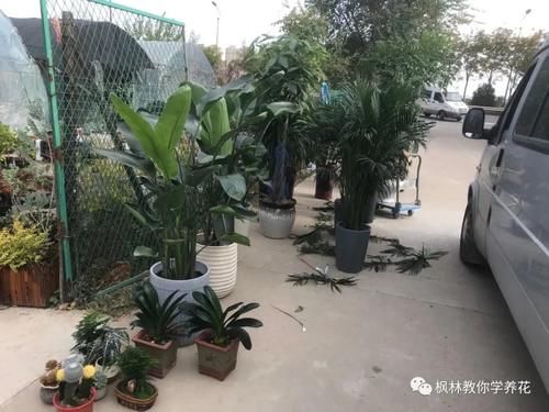 为什么商场里的花没人管理也可以活得很好