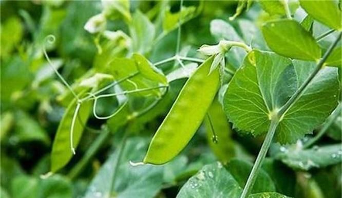  食物|人到中年，不妨多吃三种食物，润肠通便，增强食欲，爱吃就赚到