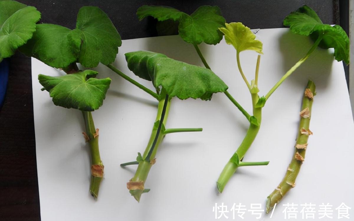 长寿花|11月扦插6种花，遇水就生根，3个月长爆盆，肥效足今年能开花