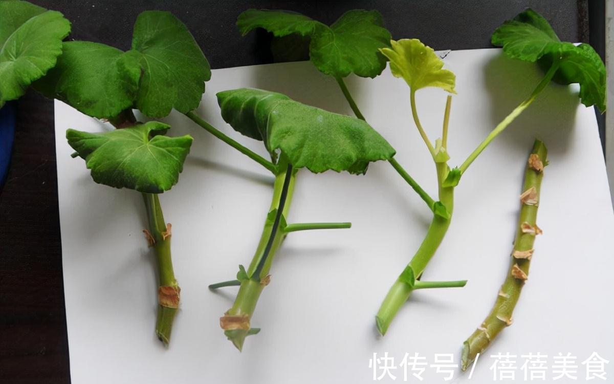 长寿花|11月扦插6种花,遇水就生根,3个月长爆盆,肥效足今年能开花
