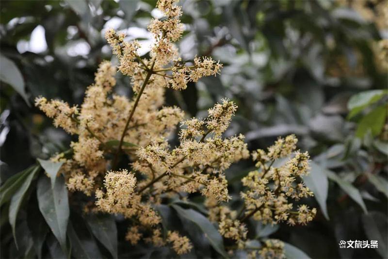 时分|有一种向往,叫元江的冬天!