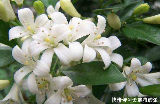 爆盆|4种花养了就爆盆，好养易活开花漂亮，一养就上瘾