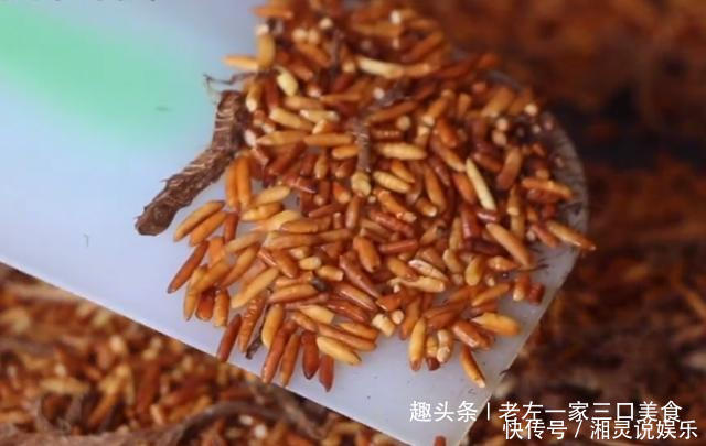 好喝|把大米炒糊泡茶喝,减脂刮油暖胃又消食,我家经常做,简单又好喝