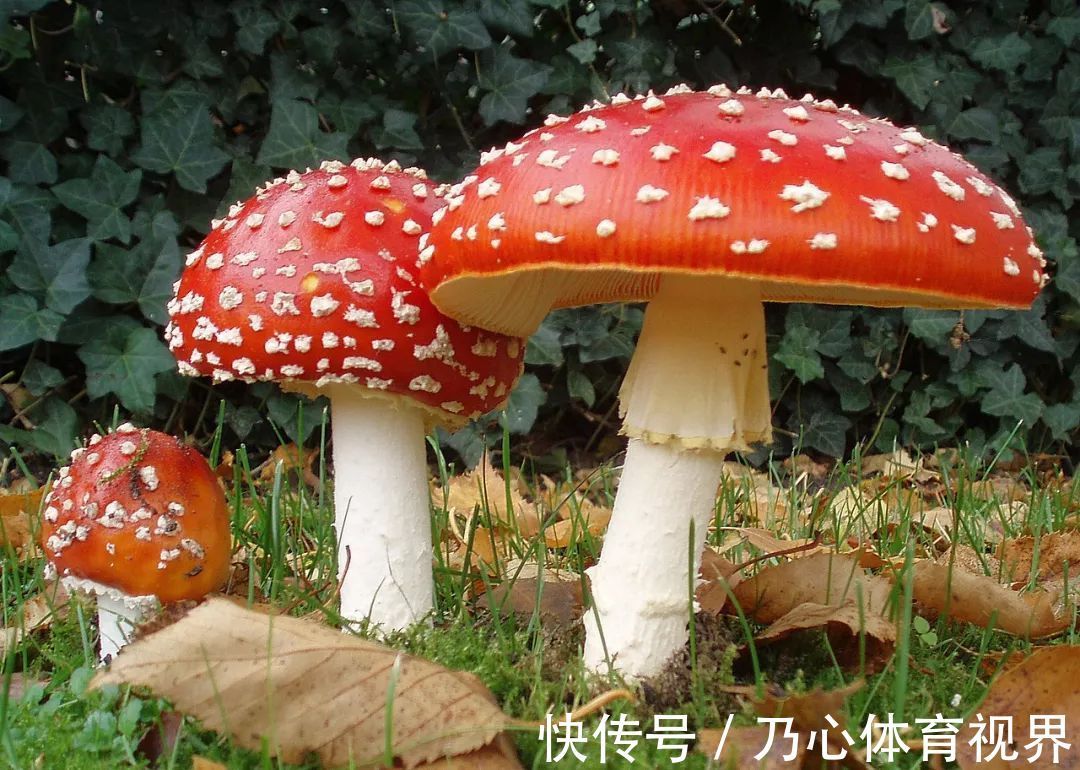 蘑菇|世界上毒性最强的蘑菇,听着就感觉名字很傻气,不过很危险