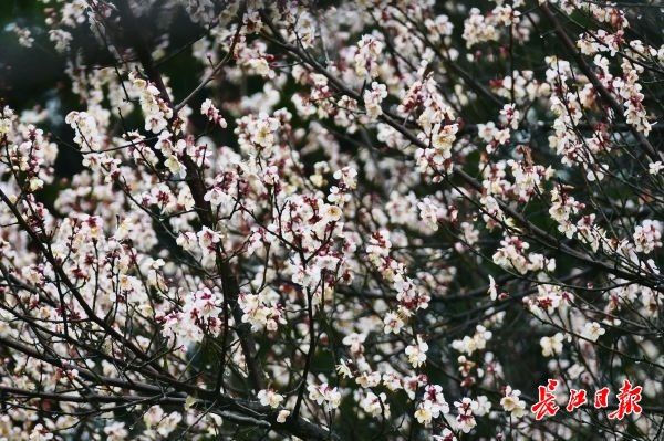 梅花|东湖梅园花开四成，本周或可踏雪寻梅