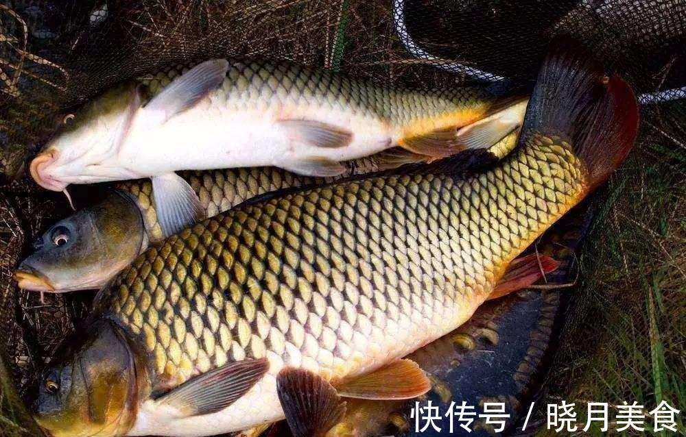 藻腥|寒冬钓鲤鱼,钓饵味型这样配,天气再冷,也有鱼口