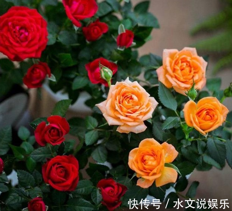 牡丹花|4种花养家里,花大色艳,花香易打理,养在客厅美极了