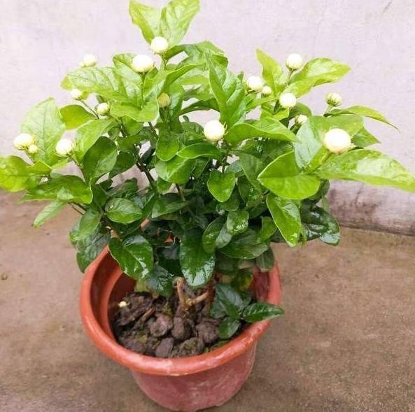 盆栽茉莉取代人造香水，该如何养好掌握4点，开花又白又香